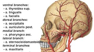 A Carotis externa Tashqi uyqu arteriyasi [upl. by Akiraa]