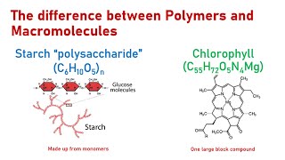 What is the difference between polymers and macromolecules [upl. by Welcome408]