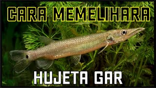 Cara memelihara Ikan Hujeta gar Baracuda air tawar  Tips simple [upl. by Henni709]