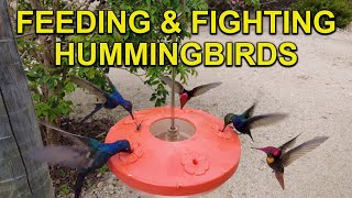 Sound of Exotic Hummingbirds Fighting Over Feeders in Brazil [upl. by Hsara445]