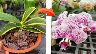 Great tip you can grow any orchid species [upl. by Alusru641]