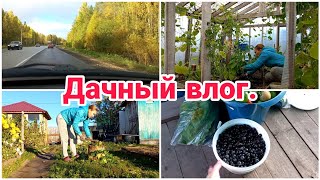 Дачный влог Уборка томатов и перцев [upl. by Seve]