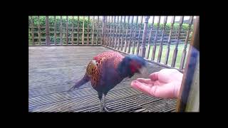 Ring Neck Pheasant Turns White With Shock [upl. by Ain]