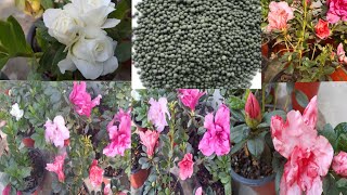 All about Azelia plant care Azalea grow  Care Fertilizersoil mixAzalea ko सम्पूर्ण जानकारी ।। [upl. by Alair744]