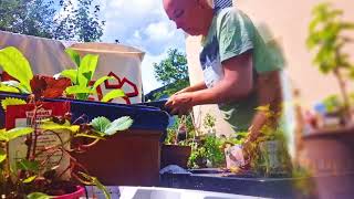 Repotting plants working in the garden summer sun 🌞🌱 Austria July 2024 [upl. by Aicillyhp502]