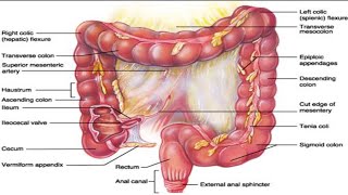 Inside the Human Large Intestine in 3D Anatomy [upl. by Leeland]