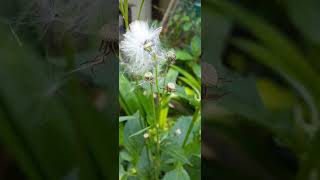 Anemophilous or Wind Pollinated Flowers [upl. by Ydorb17]