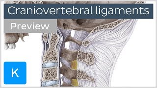 Craniovertebral ligaments and joints preview  Human Anatomy  Kenhub [upl. by Bain401]