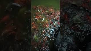 Golden fish 🐠 in lakh🐟fish sort 🍼goldenfish 🎣sirpur🎏 🦈kidsvideo ☔funny [upl. by Mckenna]