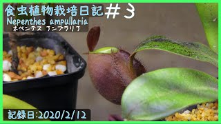 食虫植物栽培日記 Nepenthes ampullaria＃3《ネペンテス》 [upl. by Lombardi937]