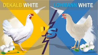 Dekalb vs Lohmann The Comparison of Two Popular Hybrid Chicken Layers for Commercial Egg Production [upl. by Adnuahsor]