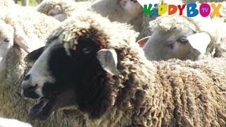 Bauernhof Tiere  Schafe  Sheep  KIDDYBOXTV [upl. by Keene159]