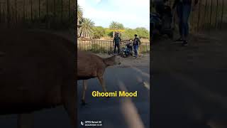 Beautiful Neelgai Road Par Aa Gai  Indian Blue Cow [upl. by Aitam]