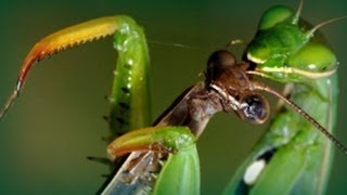 Pairing cannibal praying mantis [upl. by Alethea]