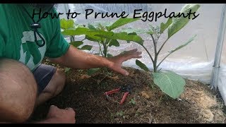 How to Prune Eggplants  Buddha Farms [upl. by Tiat]