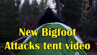 New Bigfoot Attacks Tent Video [upl. by Darnok899]