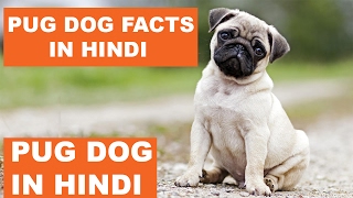 Pug Dog Facts In Hindi  Dog Facts  Popular Dogs  The Ultimate Channel [upl. by Hourigan]