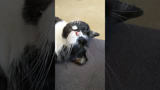 Boop boop boop 😂😻 tuxedo cat noseBoop sleepyHeadCat [upl. by Barayon]