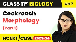 Cockroach Morphology  Structural Organisation In Animals  Class 11 Biology Part 1 [upl. by Silvanus702]