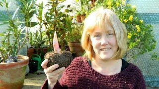 Amorphophallus konjac  Flowering Size At Last [upl. by Nosnev]