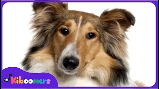 BINGO  The Kiboomers Preschool Songs amp Nursery Rhymes for Circle Time [upl. by Jeggar]