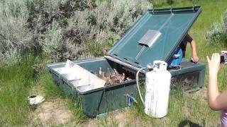 Ringneck Pheasants released at 4 weeks [upl. by Eiger]