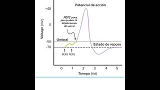 Integración Sináptica EN 1 MINUTO [upl. by Novah]