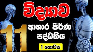 11 ශ්‍රේණිය විද්‍යාව  ආහාර ජීර්ණ පද්ධතිය  1 කොටස  Human digestive system  OL Science [upl. by Stiruc833]