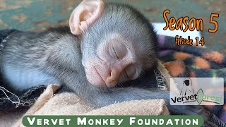 Two new baby monkey arrivals Uncle Floki visits the vet orphan monkeys visit Goliath foster moms [upl. by Arihat]