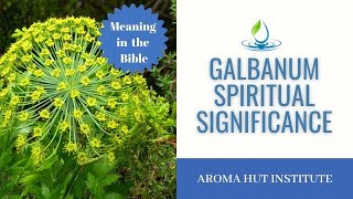 The History And Significance Of Galbanum Essential Oil In The Holy Incense [upl. by Adniroc989]