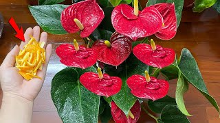 This causes any Anthurium plant to flower and grow like crazy  Natural Fertilizer [upl. by Lorrimor]