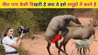 Nilgai ke barey mein jankari  Facts about nilgai in hindi  नील गाय कैसी दिखती है nilgai [upl. by Bullard]