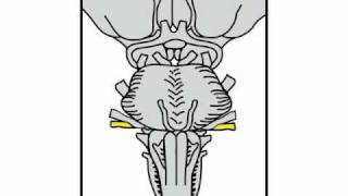 Neurologic Exam Cranial Nerves Anatomy  Cranial Nerve 8 [upl. by Allenrad]