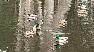 A lesser scaup in a mallard community [upl. by Narrat]