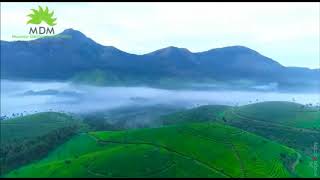 Lockhart Tea Park I Munnar [upl. by Concordia]