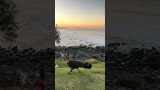 Explore Burleigh Heads Friday 12 July 2024 4kwalk goldcoast australia [upl. by Cave79]