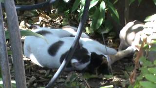 Cat mating season How cats make love 2014 feb 19th wed 1 40pm M2U00583 [upl. by Illyes]