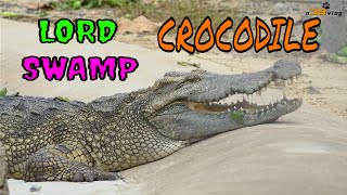 LIVE DICTIONARY  4K Animal Footages  CROCODILE  CÁ SẤU  KROKODIL  COCODRILO  n39 vlog [upl. by Zirtaeb753]