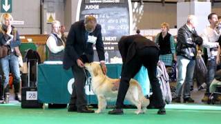 Crufts 2011 ShChRamchaine Green Glow of Fenwood by Waterbabies [upl. by Karilla]