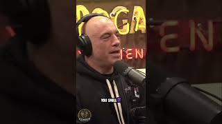 The Struggle of Resisting Unhealthy Foods  Joe Rogan Shane Gillis amp Matt McCusker shanegillis [upl. by Aim579]