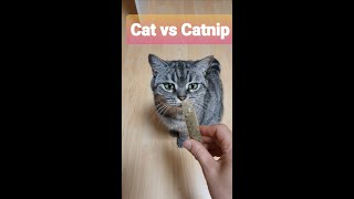 Catnip Cat Reaction  Cat vs Catnip [upl. by Oht150]