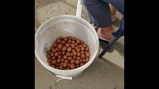 Macadamia seed germination process [upl. by Sik]