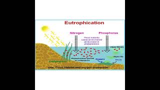 EUTROPHICATION concept 8 EXPLAINED [upl. by Berlin110]