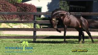 Stonewall Farm Ocala  Farm Tour Video [upl. by Vey50]