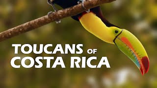 Toucans of Costa Rica 2021 [upl. by Etteve]