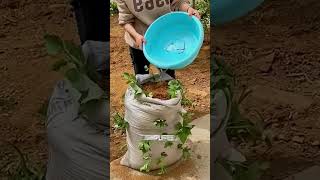 Grow sweet potatoes like boss shorts [upl. by Aynwad]