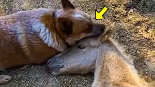 Old Dog Approached Dying Orphaned Foal You Wont Believe What Happened Next [upl. by Atisusej]