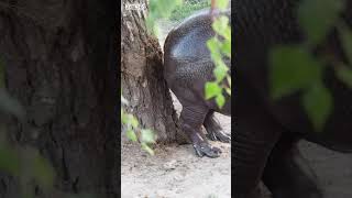 Funny video  Hippo poop spray Shorts [upl. by Animehliw280]