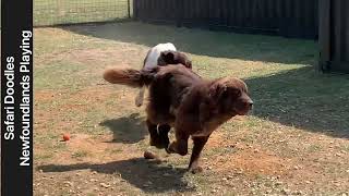 Newfoundland dogs playing at Safari Doodles NewfyPoo parents [upl. by Ralleigh]