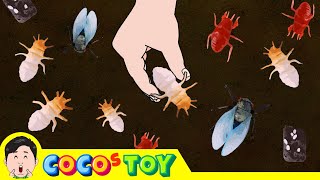 Lets raise cicada larvae in my flower pot｜Insect names for children｜CoCosToy [upl. by Relyuhcs345]